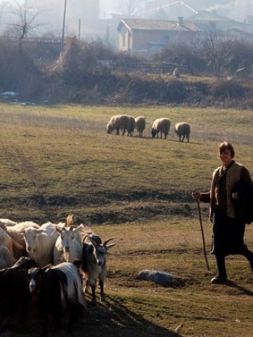 <p>
	<em>Животновъдите също очакват европодпомагане след 2014 г., след като през първия програмен период бяха изключени от подобна помощ</em> &nbsp; Снимка: БТА</p>
