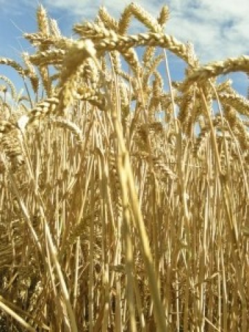 <p>
	Снимка: <span lang="bg-BG" style="font-weight: normal; ">sxc.hu</span></p>
