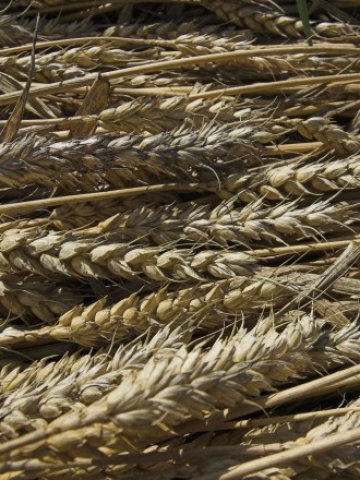 <p>
	Снимка:&nbsp;sxc.hu</p>
