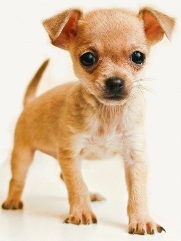 Милионерка завеща $3 млн. на кучето си