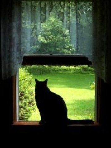 Котките, освен с царствената си осанка, са известни и като свещени животни в древността. Не е чуден тогава стремежът на хората да задоволят всяка тяхна прищявка. Снимка: sxc.hu