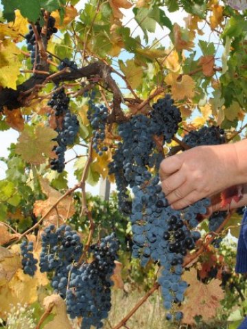 <p>
	Заради горещините кампанията тази есен започна много по-рано от обичайното.&nbsp;<em>Снимка: БТА</em></p>
