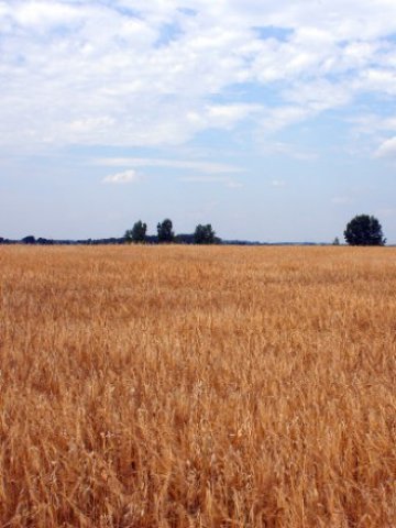 <p>
	Снимка: sxc.hu</p>
