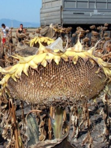 <p>
	Жътвата на слънчогледа започна.<em>&nbsp;Снимка: БТА</em></p>
