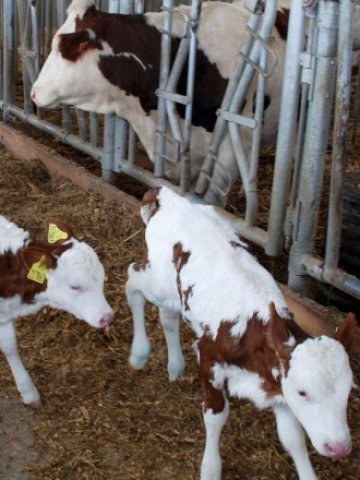 <p>
	<em>След фалитите на малките животновъдни ферми през 2008 г. браншът се съвзема изключително бавно </em>&nbsp; &nbsp; &nbsp;Снимка: БТА</p>
