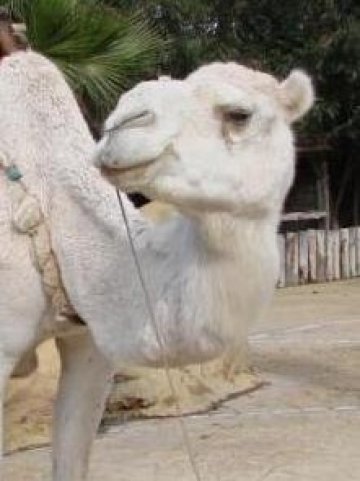 Камилска муцунка може скоро да се появи на рафтовете за млечни продукти в хранителните магазини. Снимка: Investor.bg