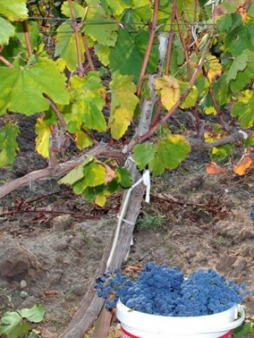 <p>
	Агроекологията остава най-трудно развиващия се сектор от земеделието</p>
<p>
	Снимка: БТА</p>
