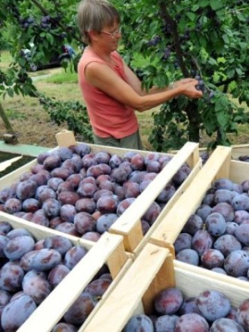 <p>
	Чрез обединенията на производители има надежда бизнесът да се насочи към неатрактивното градинарство &nbsp; Снимка: БТА</p>
