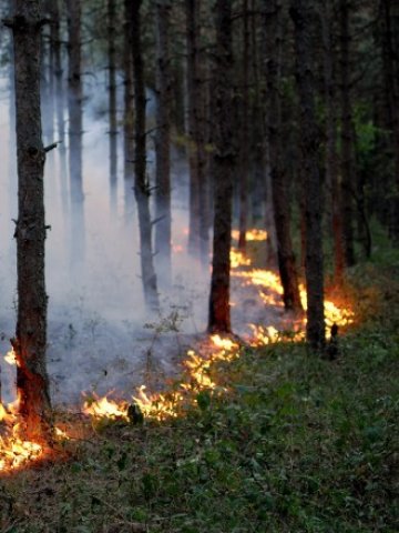 <p>
	Високите температури това лято допълнително усложниха потушаването на пожарите.<em>&nbsp;Снимка: БТА</em></p>
