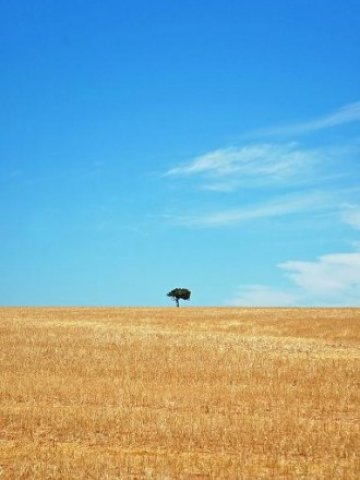 <p>
	Сделките са предизвикали принудителното изселване на милиони дребни фермери. <em>Снимка: sxc.hu</em></p>
