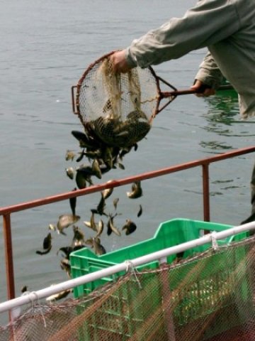 <p>
	<em>Най-бързо се усвояват евросредствата за развъдници и ферми за аквакултури</em> &nbsp; &nbsp; &nbsp;Снимка: БТА</p>
