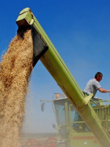 <p>
	Докато през 2008 г. английските фермери са произвеждали над 800 килограма от декар, българските им колеги са отглеждали двойно по-малко &nbsp; &nbsp; &nbsp; &nbsp;Снимка: БТА</p>
