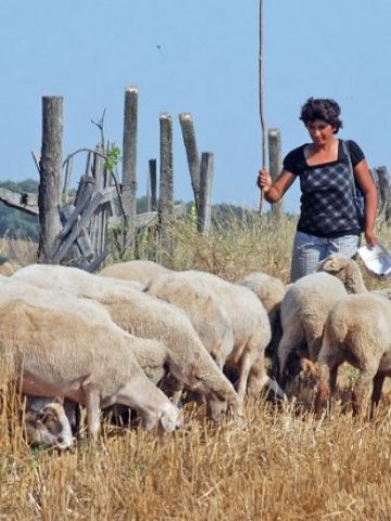 <p>
	До миналата година животновъдството почти не получаваше подкрепа от европейските и национални фондове</p>
<p>
	Снимка:БТА</p>
