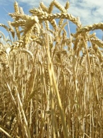 <p>Цените на земята в Англия се очаква да нараснат с 10% през тази година.<i> Снимка: sxc.hu</i></p>