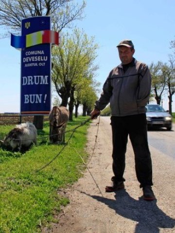 <p>
	Румънски селянин подкарва овцете си покрай последния пътен знак на село Девесулу, на около 230 км западно от Букурещ. <em>Снимка: Ройтерс&nbsp;</em></p>
