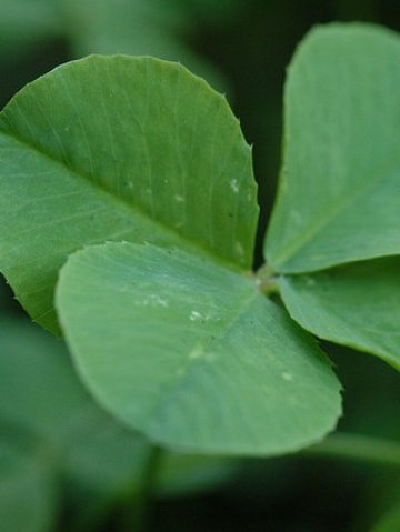 <p>Четирилистната детелина е късче от Рая според легенда. <i>Фотограф</i><i>: cygnus921; лиценз на снимката: </i><a target="_blank" href="http://creativecommons.org/licenses/by/2.0/deed.en"><i><b>CreativeCommons</b></i></a></p>