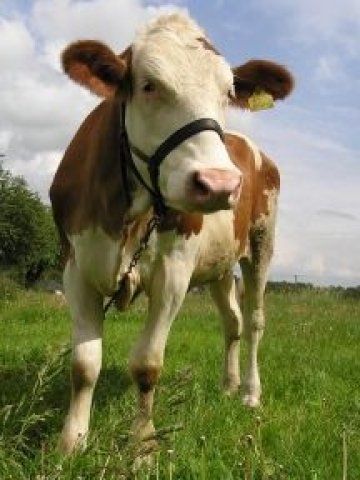 <p>
	<em>Снимка: sxc.hu</em></p>
