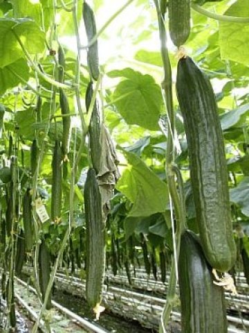 <p>
	Сериозен спад на продажбите отчетоха собствениците на оранжерии в Европа, след като потребители намалиха драстично консумацията на зеленчуци. Снимка: Ройтерс</p>
