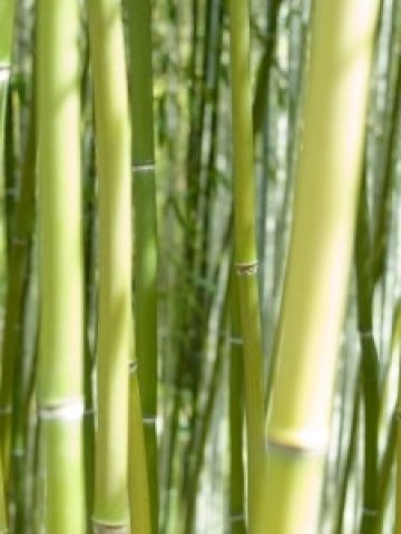 <p>
	<em>Снимка: sxc.hu</em></p>
