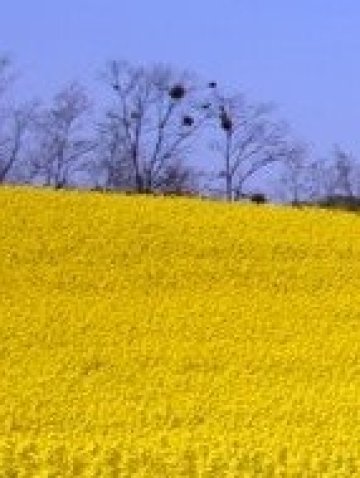 Агро Финанс АДСИЦ е купило 24 дка през август