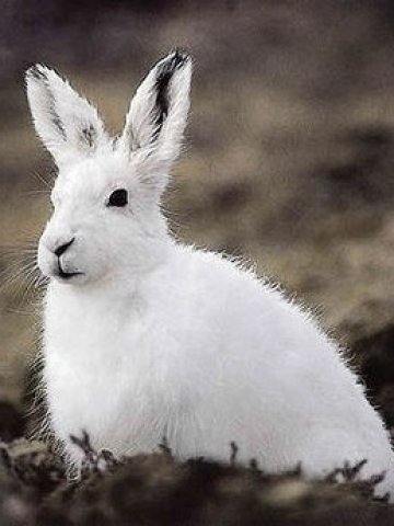 <p>Китайската година на заека оБещава да бъде по-спокойна в сравнение с изминалата. <i>Лиценз: <a target="_blank" href="http://creativecommons.org/licenses/by/2.0/">Crative Commons</a></i></p>