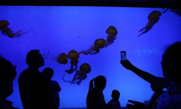 Франция затваря ядрени реактори заради нашествие на медузи