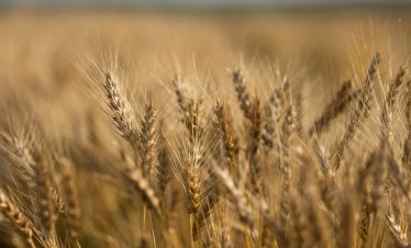 Украинската жп компания търси нови маршрути за износ на зърно заради руските атаки на пристанищата