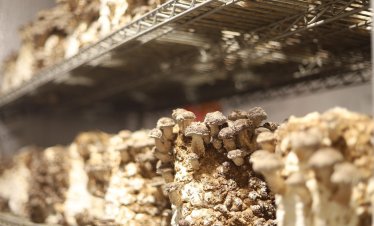 Biomyc стартира производство в България на гъбен мицел - иновация в опаковките и транспортирането