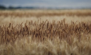 &bdquo;Зърнени храни България&ldquo; отчита 46% ръст на печалбата към края на юни