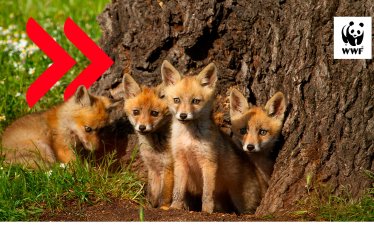 WWF България и УниКредит Булбанк с дарителска кампания за опазване на българската природа