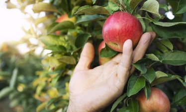 Доверието към продуктите на българските фермери се засилва