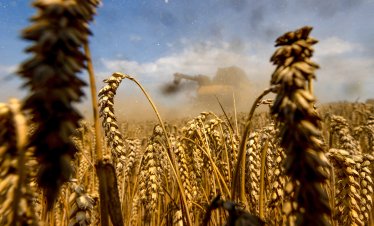Пшеницата достигна ценови връх за този месец заради прекъсвания в доставките от Черно море