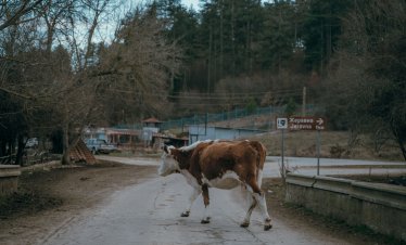 Фонд &bdquo;Земеделие&ldquo; дава извънредно 42,6 млн. евро за земеделци и животновъди