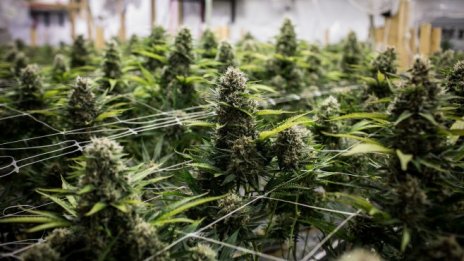 Един от основните производители на канабис е на крачка от узаконяването му