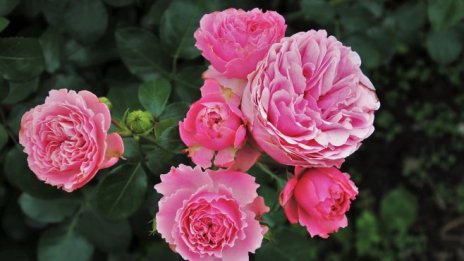 Работи се по варианти за държавна подкрепа на розопроизводителите