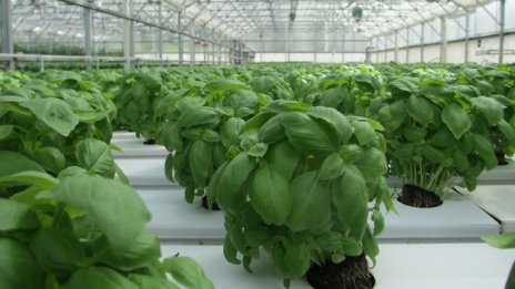 НС гласува промени в Закона за енергетиката, свързани с производството на зеленчуци