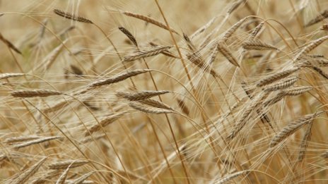 Агрия Груп придобива 55% от дружество за търговия със зърнени култури