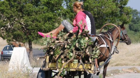 Започнаха масови проверки за нарушения в горите