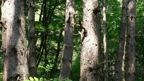 Държавните горски предприятия ще изкупуват гори