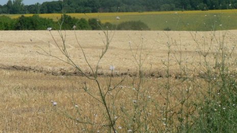 Общинските съвети ще решават дали да се променя предназначението на пасищата