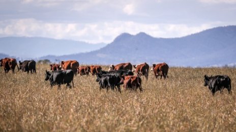 Предлагат извънреден de minimis за животновъдите по Схемите за обвързана подкреп