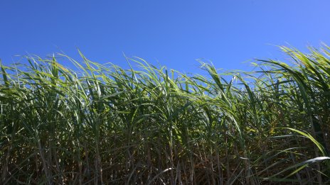 Световните цени на храните са намалели до двугодишно дъно през септември