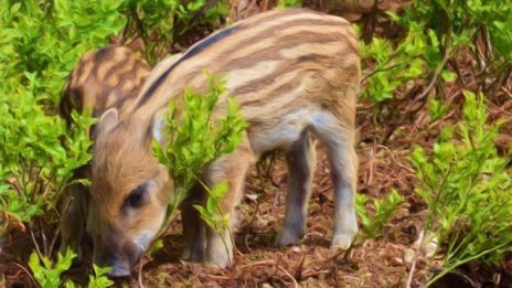 Африканската чума стигна до Западна Европа