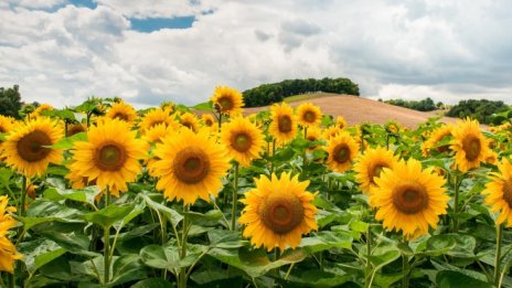 Засушаването сви добива на царевица и слънчоглед у нас