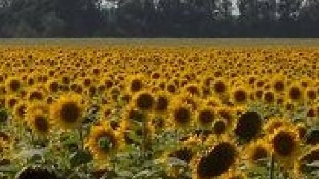 Украйна стана световен лидер при износа на слънчогледово масло с 25% дял