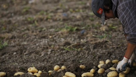 Средният добив на картофи е по-нисък от миналогодишния