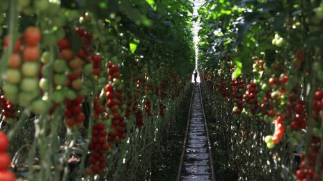 От бирата до доматите: Енергийната криза в Европа удря широката икономика