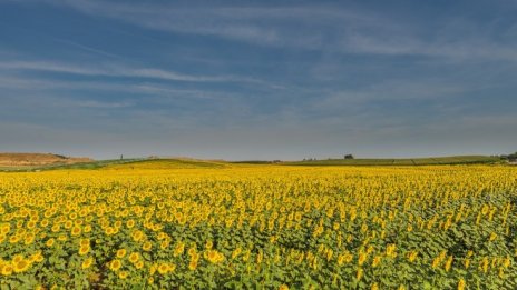 България изнася земеделски продукти за близо 5 млрд. евро годишно