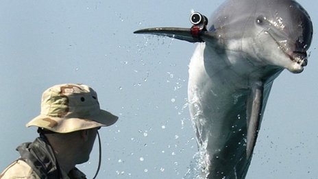 Украинските бойни делфини попаднаха в ръцете на Русия