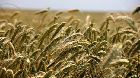 15% по-голям добив на пшеница у нас се очаква тази година